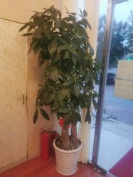 -清雅诗韵丽人产后恢复(回龙观店)