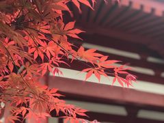 -西安青龙寺遗址景区