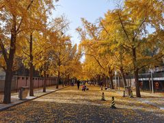 -三里屯东五街银杏大道