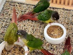 -帕帕拉兹宠物(亚洲旗舰店)