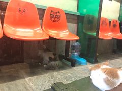 -猫咪博物馆(顶澳仔猫街店)