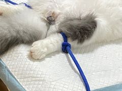 -灵美宠物诊所