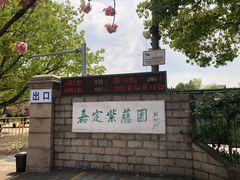 -嘉定紫藤园