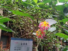 -呀路古热带植物园