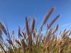 -北京东方普罗旺斯薰衣草庄园