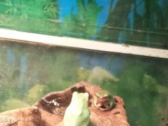 -上海大自然野生昆虫馆(东方明珠·爬宠昆虫探索中心)