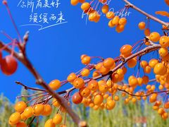 -元大都城垣遗址公园