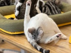 -有喵·猫咖·狗咖·30几只猫10只小狗(岗厦店)