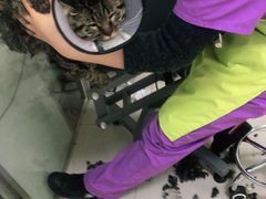 -顺强宠物诊所·狂犬免疫·夜诊·骨科(嘉定店)