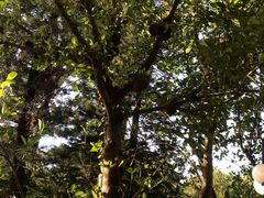 -人民公园(罗湖区)