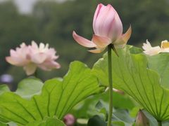 -荷塘月色湿地公园·向阳花洲