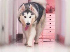 -芭比堂动物医院·犬猫全科·异宠专科(雁塔分院)