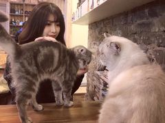 -猫色咖啡·猫咖
