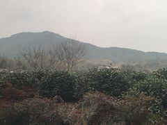 -龙井壹号·茶缘山景宴(龙井村店)