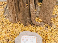 -上海佘山国家森林公园天马山园