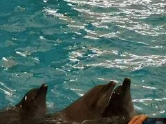 -尼莫海豚馆