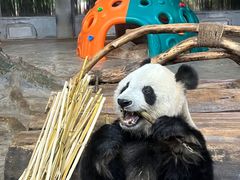 -海南热带野生动植物园