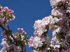 -海棠花溪(元大都城垣遗址公园)