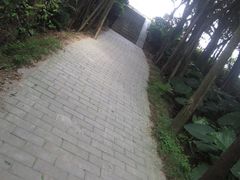 -大湾区中央湿地公园