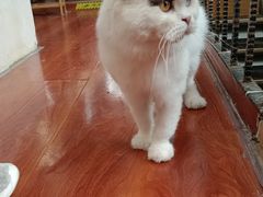 -猫小院猫主题咖啡厅(北锣店)