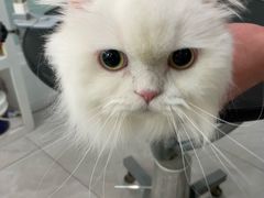 -中农大我爱我爱动物医院·核磁CT·猫病·24小时夜诊中心(石佛营店)