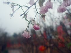 -天适樱花悠乐园