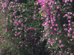 -鹅湖玫瑰文化园