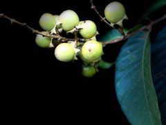 -南宁良凤江国家森林公园