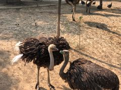 -石家庄市动物园