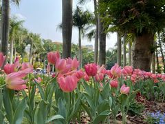 -深圳仙湖植物园