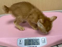 -宠颐生猫科·内科皮肤科(西平世纪城店)