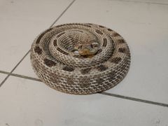 -北京观赏动物医院·24小时大型综合·猫专科·异宠专科