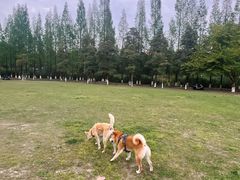 -成都南湖公园
