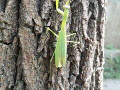 -碓臼峪自然风景区