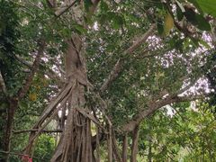 -中国科学院西双版纳热带植物园