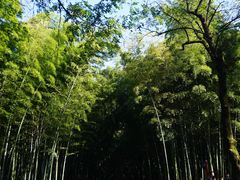 -杭州植物园