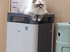 -MOCHA明星猫咖(田子坊店)