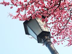 -洋湖国家湿地公园