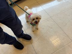 -瑞派申生动物医院·24H夜诊·国际动物医疗中心·骨外科(吴中路店)