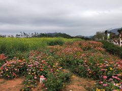 -光明小镇欢乐田园