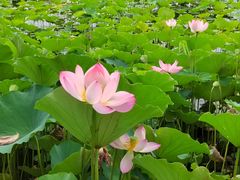 -莲花池公园