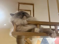 -滚猫咖啡·猫咖·猫友好撸猫(未来城店)