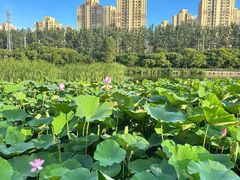 -前关湿地公园