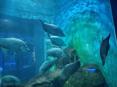-石家庄海洋公园