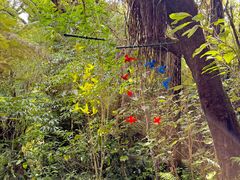 -怀托摩萤火虫洞