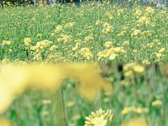 -瑶湖郊野森林公园
