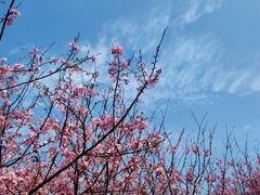 -福建鲤鱼洲酒店