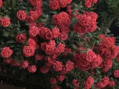 -南庄酒家·海鲜粤菜·25年老字号(环城南路店)