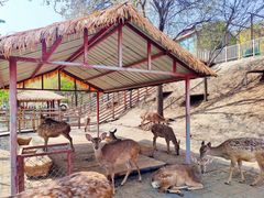 -北京鹿世界主题园