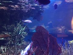 -迪拜帆船酒店海底餐厅